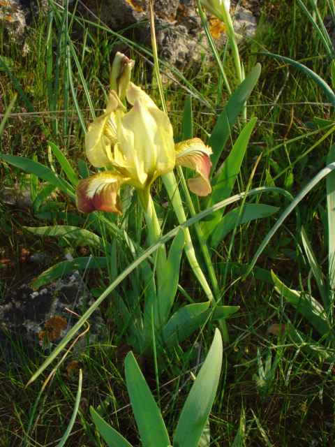 Iridacea? -  Iris pseudopumila