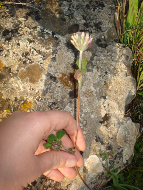 Trifoglio? - Si, Trifolium stellatum