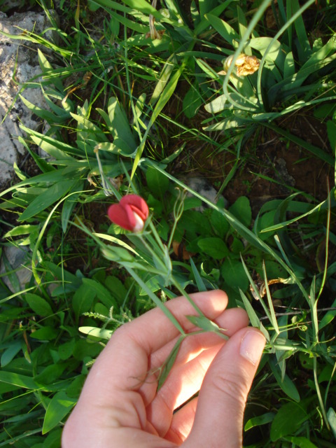 Lathyrus cicera / Cicerchia cicerchiella