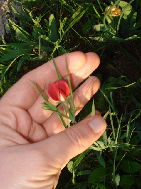 Lathyrus cicera / Cicerchia cicerchiella