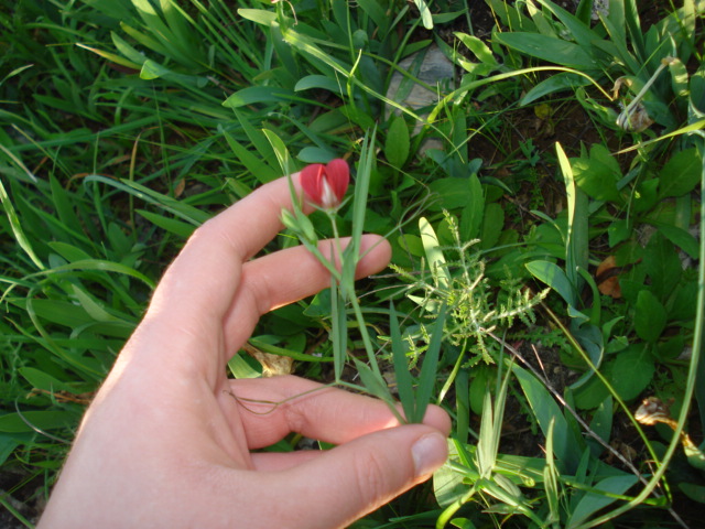 Lathyrus cicera / Cicerchia cicerchiella