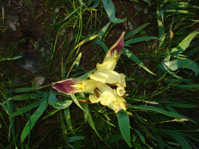 Iridacea? -  Iris pseudopumila