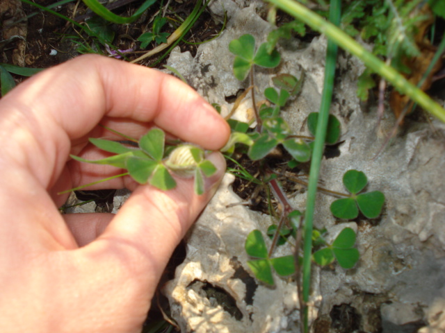 Trifoglio? - Si, Trifolium stellatum