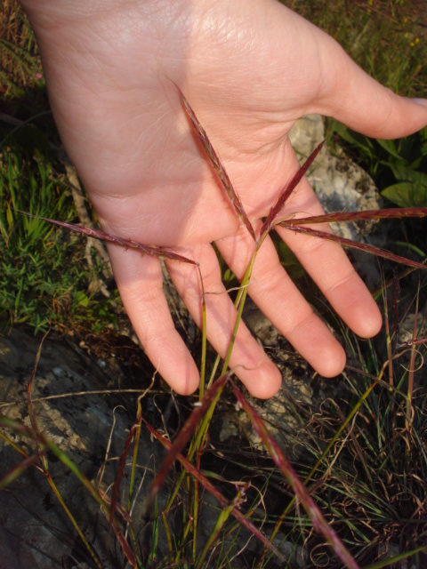 Cynodon dactylon? no, Andropogon distachyos L.