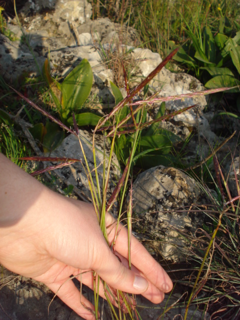 Cynodon dactylon? no, Andropogon distachyos L.