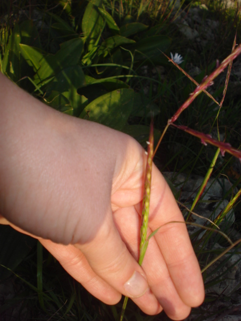 Cynodon dactylon? no, Andropogon distachyos L.