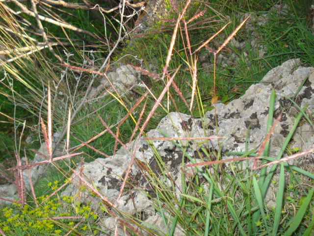 Cynodon dactylon? no, Andropogon distachyos L.