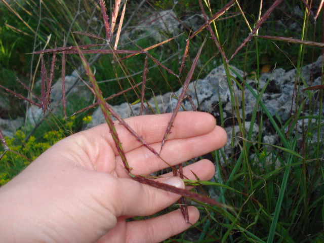 Cynodon dactylon? no, Andropogon distachyos L.