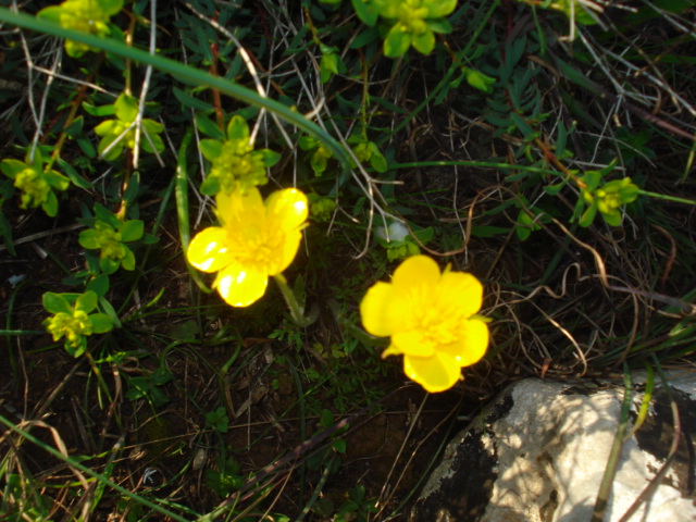 Ranunculus? si, Ranunculus millefoliatus