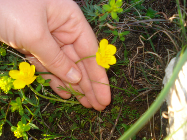 Ranunculus? si, Ranunculus millefoliatus