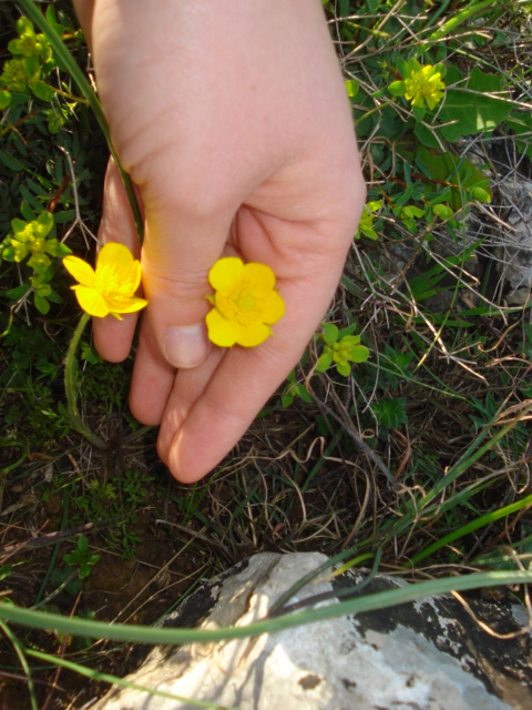 Ranunculus? si, Ranunculus millefoliatus