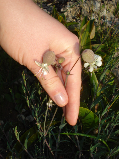 Pianta ignota - Silene vulgaris s.l.