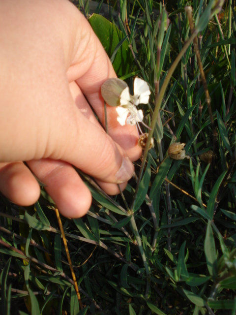 Pianta ignota - Silene vulgaris s.l.