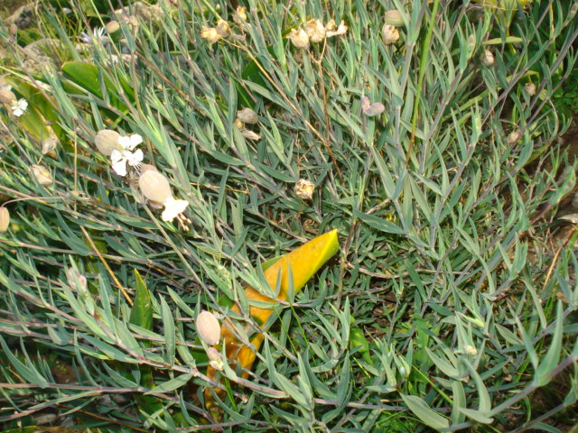 Pianta ignota - Silene vulgaris s.l.