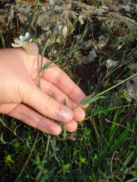 Pianta ignota - Silene vulgaris s.l.