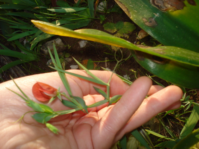 Lathyrus cicera / Cicerchia cicerchiella