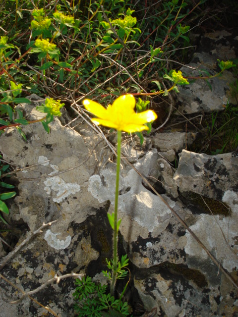 Ranunculus? si, Ranunculus millefoliatus