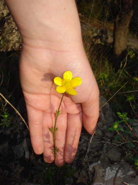 Ranunculus? si, Ranunculus millefoliatus