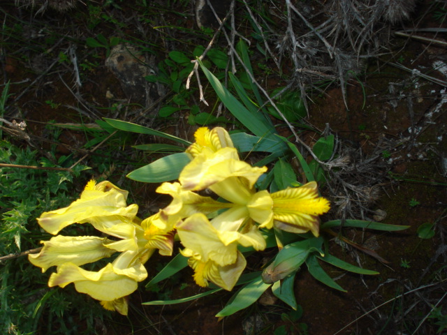 Iridacea? -  Iris pseudopumila