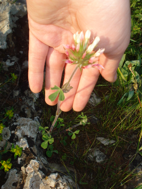 Trifoglio? - Si, Trifolium stellatum