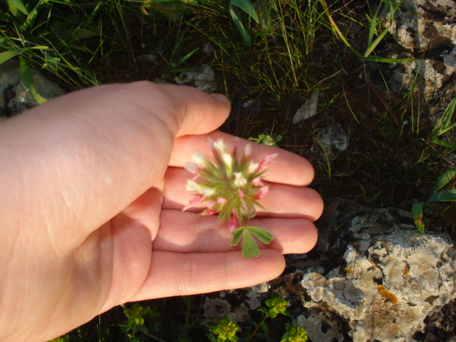 Trifoglio? - Si, Trifolium stellatum