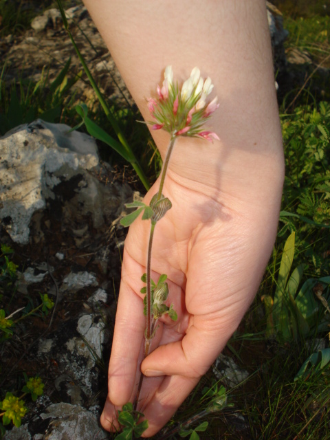 Trifoglio? - Si, Trifolium stellatum