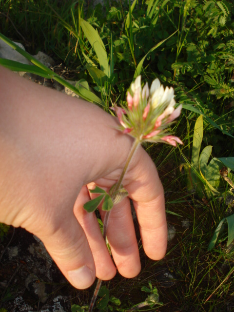 Trifoglio? - Si, Trifolium stellatum