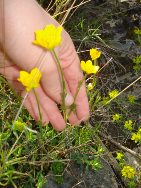 Ranunculus? si, Ranunculus millefoliatus