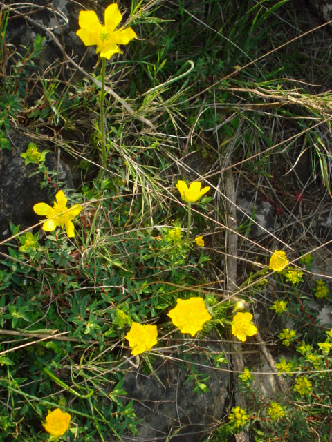 Ranunculus? si, Ranunculus millefoliatus