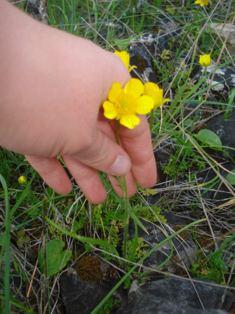 Ranunculus? si, Ranunculus millefoliatus