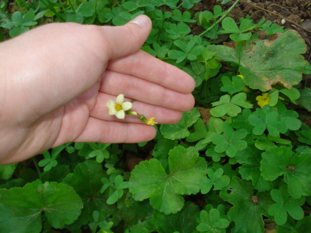 Oxalis? - Oxalis pes-caprae