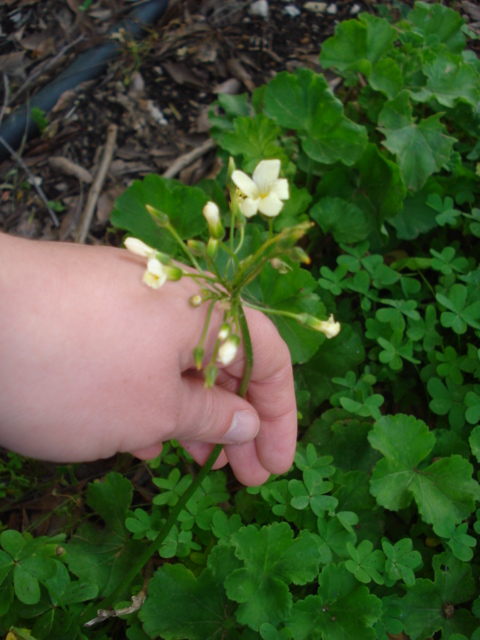 Oxalis? - Oxalis pes-caprae