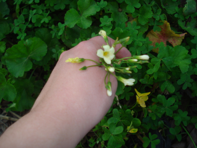 Oxalis? - Oxalis pes-caprae