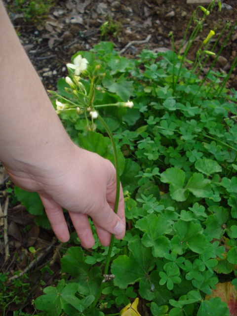 Oxalis? - Oxalis pes-caprae