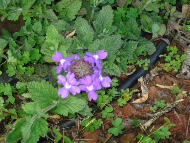 Glandularia hybrida / Glandularia ibrida