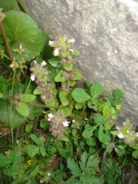 Lamiacea? - Stachys arvensis