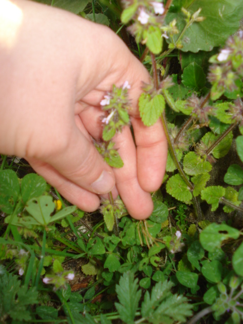 Lamiacea? - Stachys arvensis