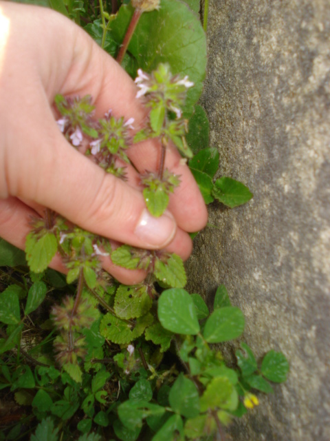 Lamiacea? - Stachys arvensis