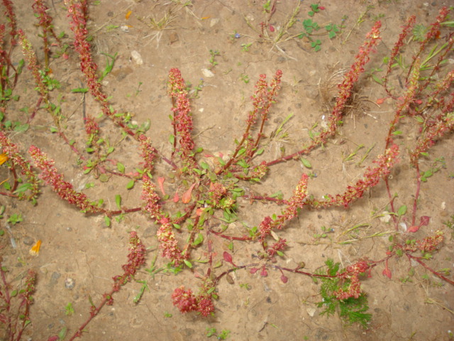 Piantina ignota...- Rumex bucephalophorus