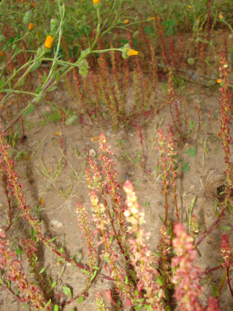 Piantina ignota...- Rumex bucephalophorus