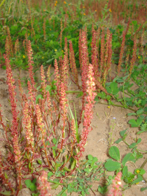 Piantina ignota...- Rumex bucephalophorus