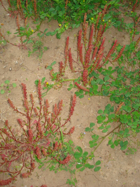 Piantina ignota...- Rumex bucephalophorus