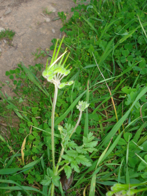 Erodium moschatum