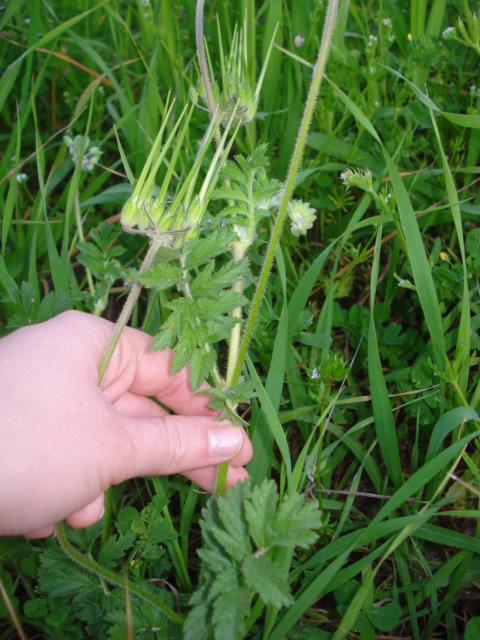 Erodium moschatum