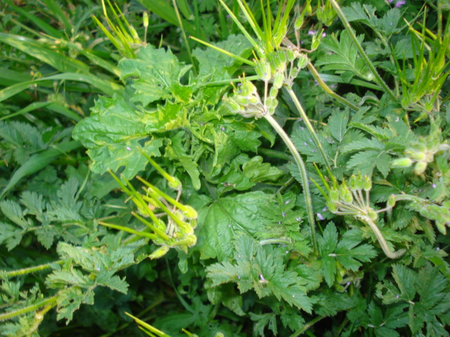 Erodium moschatum