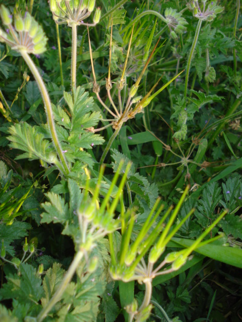 Erodium moschatum