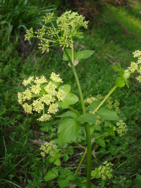 Smyrnium olusatrum / Corinoli comune