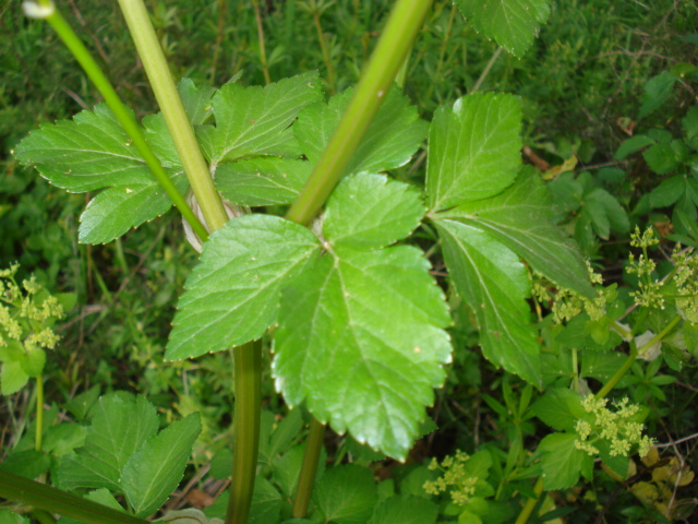 Smyrnium olusatrum / Corinoli comune