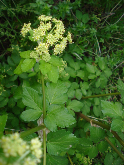 Smyrnium olusatrum / Corinoli comune