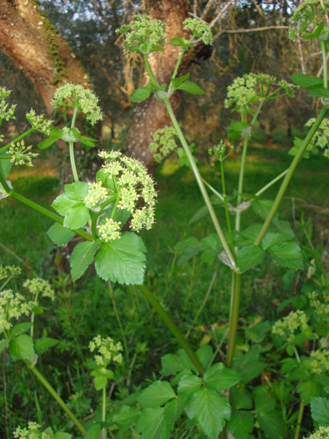 Smyrnium olusatrum / Corinoli comune